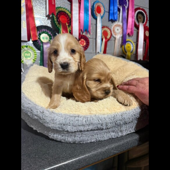 Cocker Spaniel (Show)