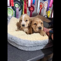 Cocker Spaniel (Show)