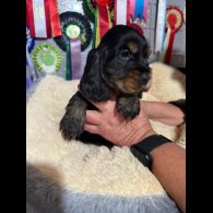 Cocker Spaniel (Show)