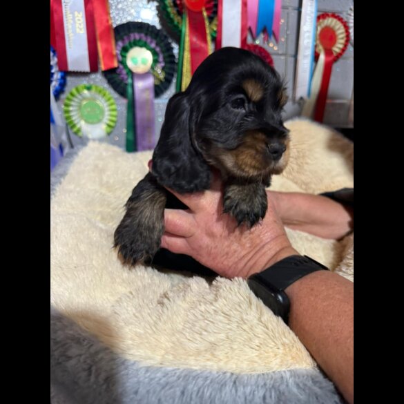 Cocker Spaniel (Show)