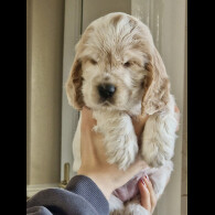 Cocker Spaniel (Show)