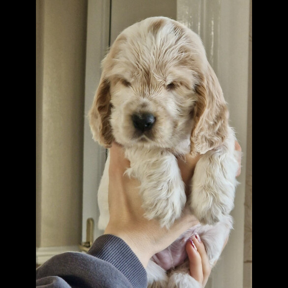 Cocker Spaniel (Show)