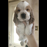 Cocker Spaniel (Show)