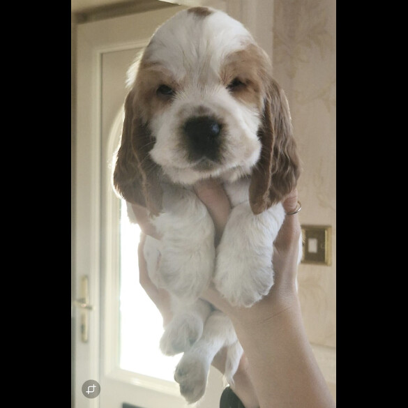 Cocker Spaniel (Show)