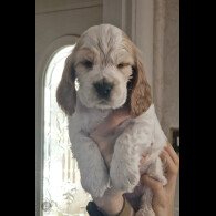 Cocker Spaniel (Show)