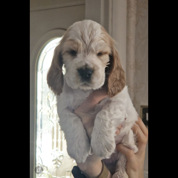 Cocker Spaniel (Show)