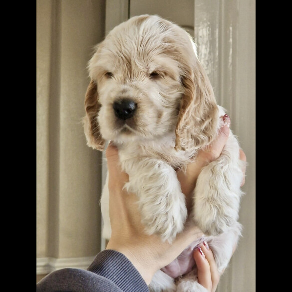 Cocker Spaniel (Show)
