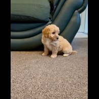 Cockapoo