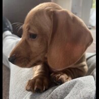 Dachshund (Miniature Smooth Haired)