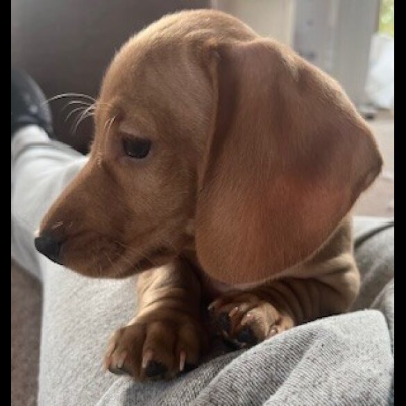 Dachshund (Miniature Smooth Haired)