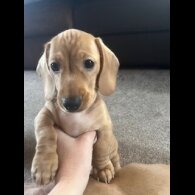 Dachshund (Miniature Smooth Haired)
