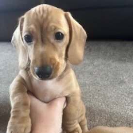 Dachshund (Miniature Smooth Haired)
