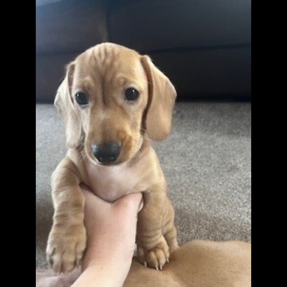 Dachshund (Miniature Smooth Haired)