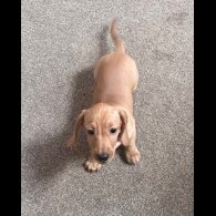 Dachshund (Miniature Smooth Haired)