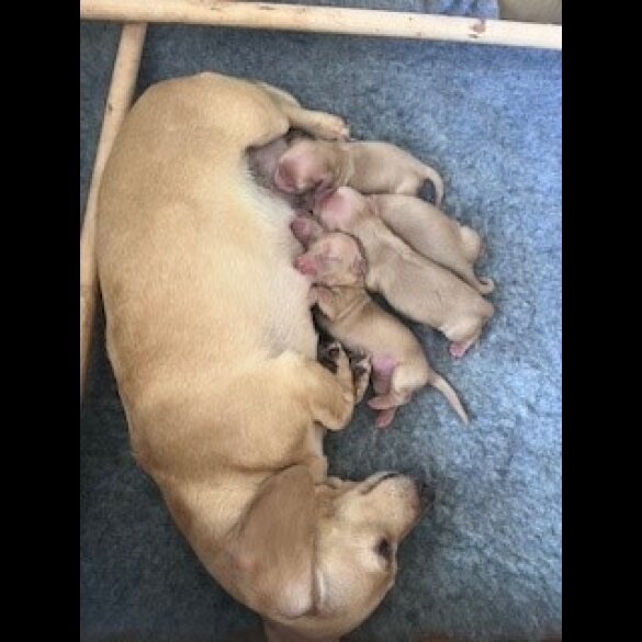 Dachshund (Miniature Smooth Haired)