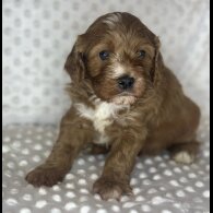 Cavapoo