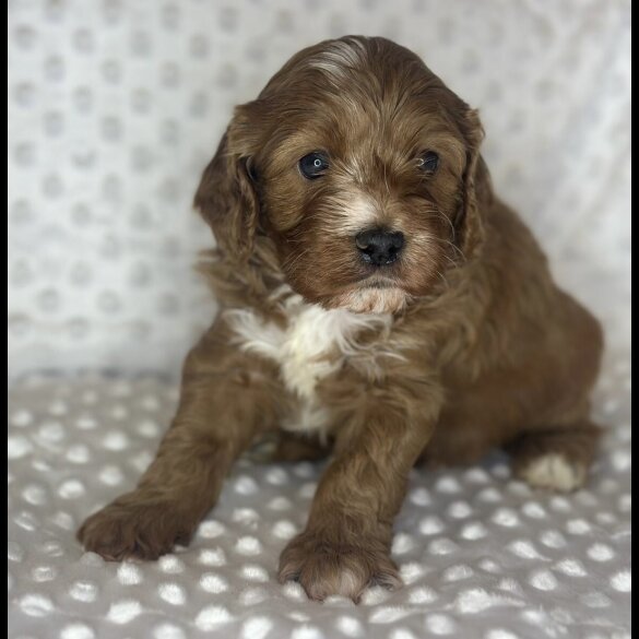 Cavapoo