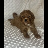 Cavapoo