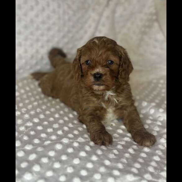 Cavapoo