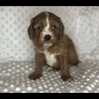 Cavapoo