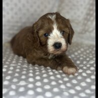 Cavapoo