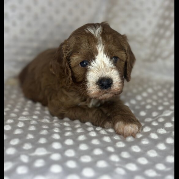 Cavapoo
