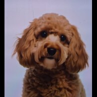 Cockapoo
