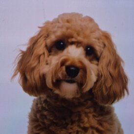 Cockapoo