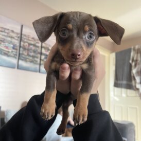 Chiweenie