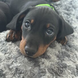 Dachshund (Smooth Haired)