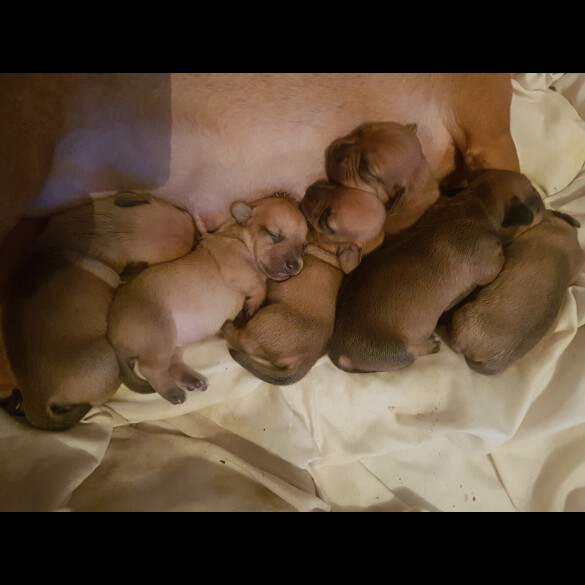 Dachshund (Smooth Haired)