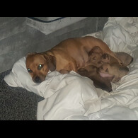 Dachshund (Smooth Haired)