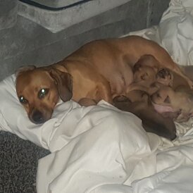 Dachshund (Smooth Haired)