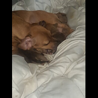 Dachshund (Smooth Haired)