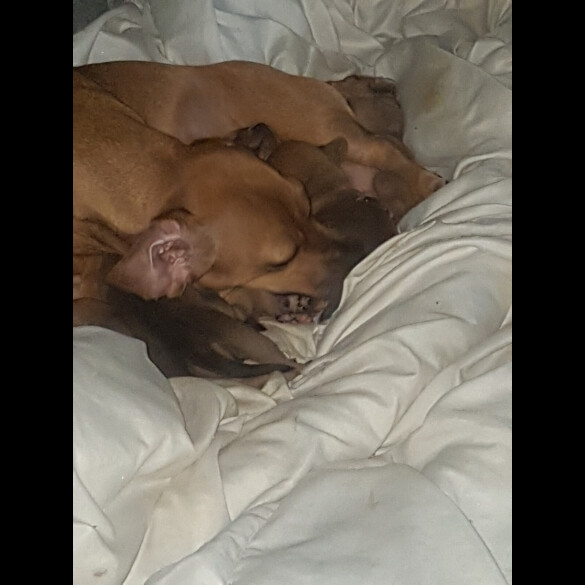 Dachshund (Smooth Haired)