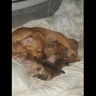 Dachshund (Smooth Haired)