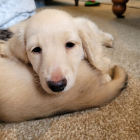 Dachshund (Miniature Long Haired)