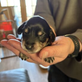 Dachshund (Miniature Long Haired)