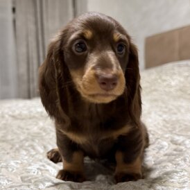 Dachshund (Miniature Long Haired)