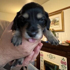 Dachshund (Miniature Long Haired)