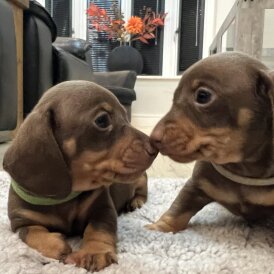 Dachshund (Miniature Smooth Haired)