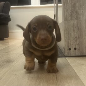 Dachshund (Miniature Smooth Haired)