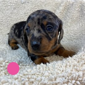 Dachshund (Miniature Smooth Haired)