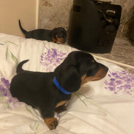 Dachshund (Miniature Smooth Haired)