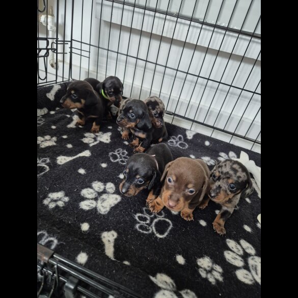 Dachshund (Miniature Smooth Haired)