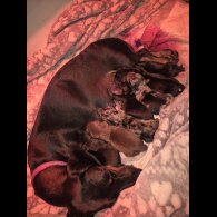 Dachshund (Miniature Smooth Haired)