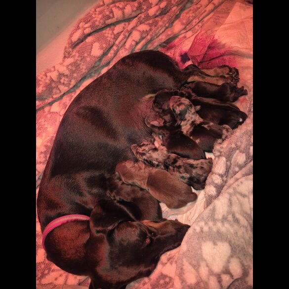 Dachshund (Miniature Smooth Haired)