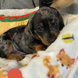 Dachshund (Miniature Smooth Haired)