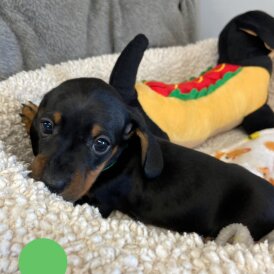 Dachshund (Miniature Smooth Haired)