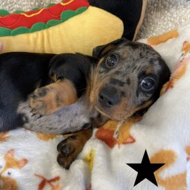 Dachshund (Miniature Smooth Haired)